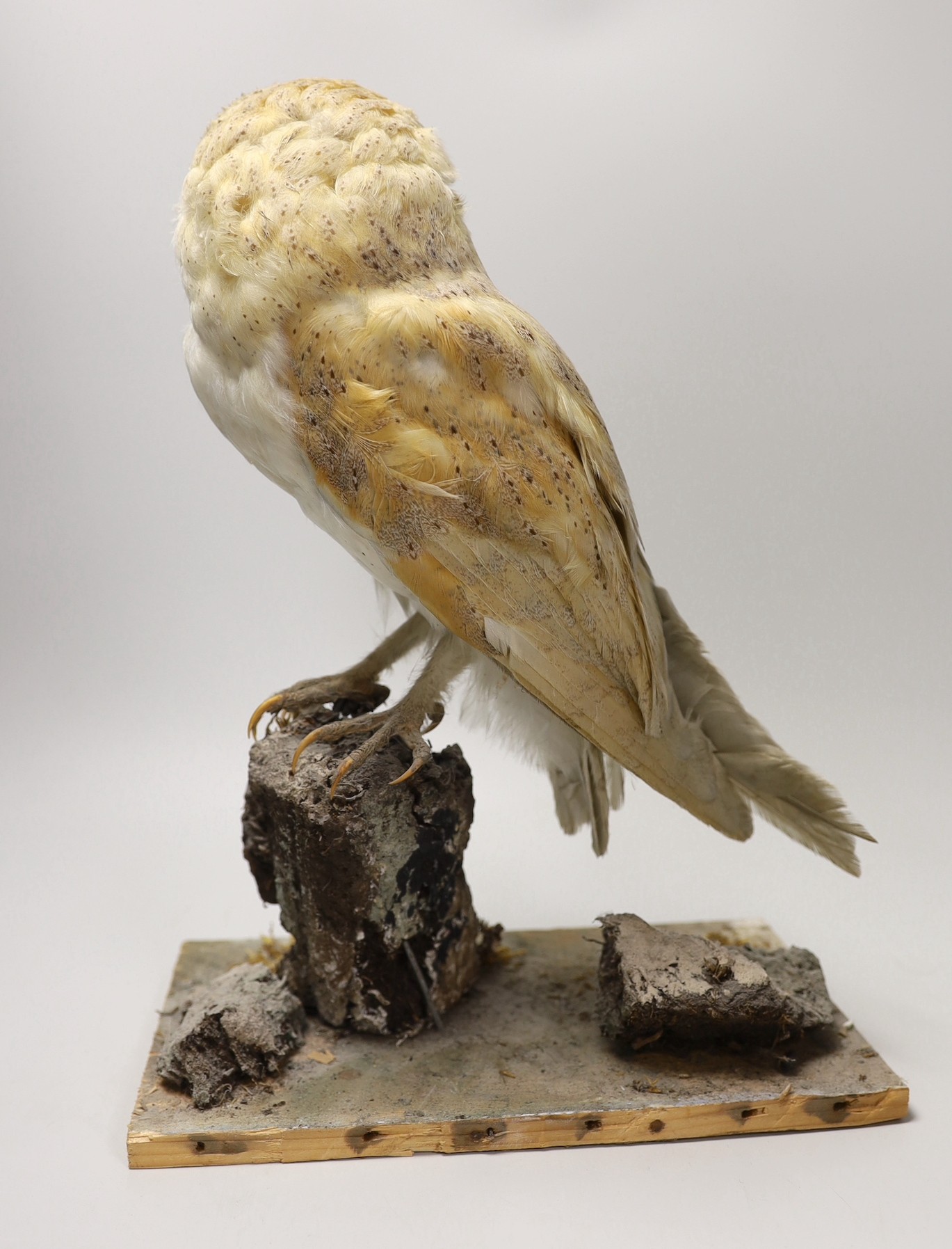 A taxidermy barn owl, 36cm